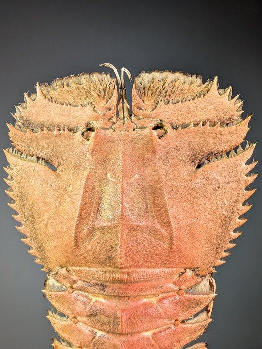 Slipper lobster op een aangepaste standaard Pantser - Ibacus, Verzamelen, Dierenverzamelingen