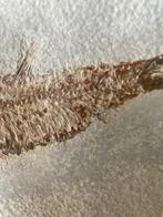 Vis - Gefossiliseerd geleed skelet - Diplomystus green river, Verzamelen, Mineralen en Fossielen