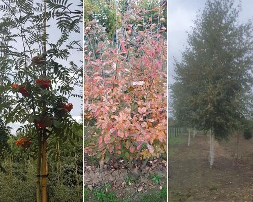 Bomenpakket landelijke tuin - 3 stuks, Tuin en Terras, Planten | Bomen, Ophalen of Verzenden