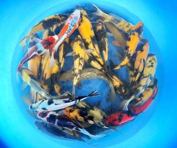 Hirasawa Marusei 28-35cm (Japanse Koi) beschikbaar voor biedingen