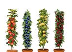Winterharde fruitbomen: Kers, Pruim, Appel en Peer-8, Verzenden