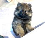 Zeer sociaal, speels , gezond pomeranian pomeriaan reutje, Parvo, 8 tot 15 weken, Meerdere, Nederland