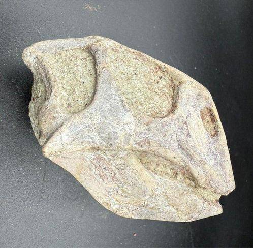 Dinosaurus - Fossiele schedel - Psittacosaurus sp. - 8.5 cm, Verzamelen, Mineralen en Fossielen