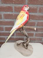 Goudrug rosella parkiet Taxidermie volledige montage -, Nieuw