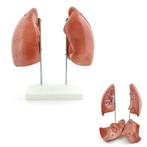 Anatomie model longen (4-delig, 20x30x15 cm), Nieuw