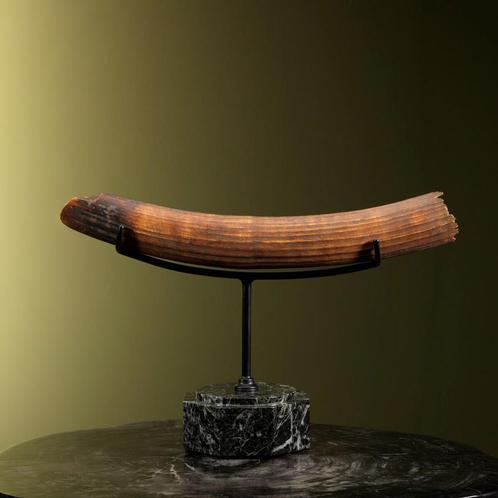Nijlpaard Stoottand Taxidermie Opgezette Dieren By Max, Verzamelen, Dierenverzamelingen, Opgezet dier, Nieuw, Wild dier, Ophalen of Verzenden