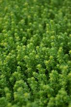 Muurpeper Sedum acre 5-10 Pot P9, Tuin en Terras, Planten | Tuinplanten