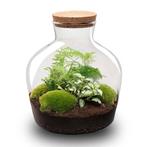 DIY Planten terrarium met licht - Fat Joe Green - Ø 29 cm, Verzenden