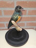 Tricolour Glossy Starling - Taxidermie volledige montage -, Nieuw