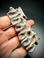 Zeldzame onderkrijtperiode Psittacosaurus staartwervel met