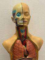 Onderwijs/demonstratiemodel - Plastic - 1980-1990 - Torso, Antiek en Kunst