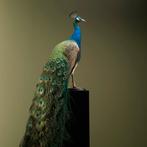 Blauwe Pauw Taxidermie Opgezette Dieren By Max, Verzamelen, Dierenverzamelingen, Ophalen of Verzenden, Nieuw, Vogel, Opgezet dier