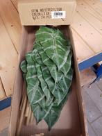 Alocasiablad Groen Zijdeblad Alocasiablad, Huis en Inrichting, Ophalen of Verzenden, Nieuw