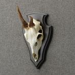 Reebok Schedel Taxidermie Opgezette Dieren By Max, Verzamelen, Ophalen of Verzenden, Nieuw, Wild dier, Opgezet dier