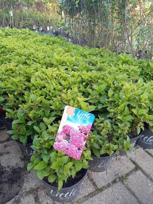 Kleinblijvende hortensia Roze, Tuin en Terras, Planten | Struiken en Hagen, Ophalen