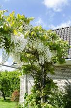 Wisteria floribunda Alba - Witte regen - Ø15cm - 65cm, Verzenden, Nieuw