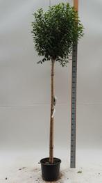 Prunus x eminens Umbraculifera bolvorm 90cm stam