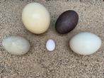 Verzameling van vier grote vliegloze vogel eieren –