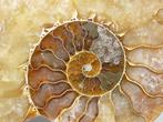 Ammoniet - Gefossiliseerd dier - Aioloceras (Cleoniceras)