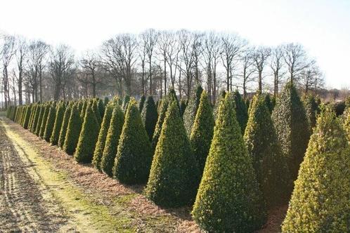 Palmboompje Buxus Sempervirens Kegel 90-100 Kluit, Tuin en Terras, Planten | Struiken en Hagen