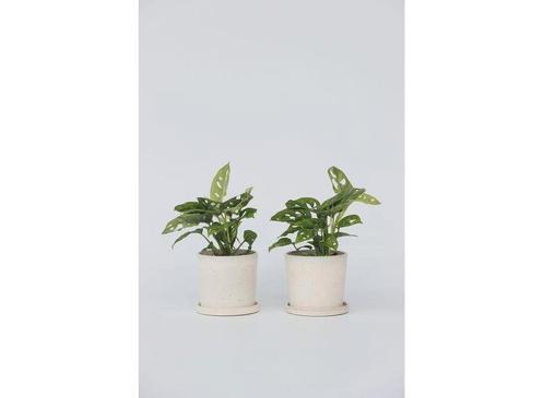 2-pack Monstera Monkey-Mask, Huis en Inrichting, Kamerplanten, Verzenden
