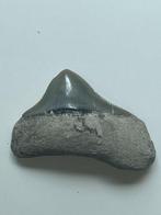 Megalodon tand 5,0 cm - Fossiele tand - Carcharocles