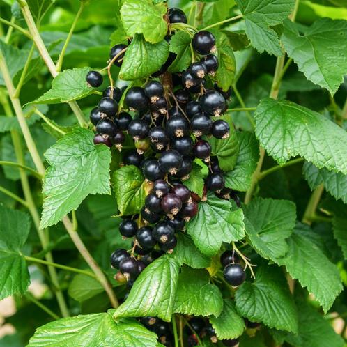 Zwarte bes - Ribes nigrum Titania - 40-60 cm, Tuin en Terras, Planten | Bomen, Ophalen of Verzenden