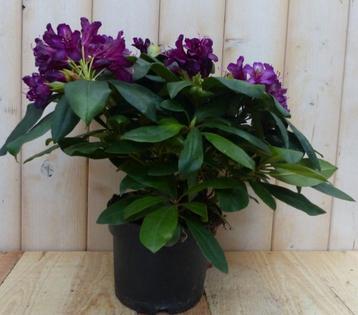 Rododendron 60 cm paars