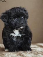 Leuke Gezelschapshondjes., Dieren en Toebehoren, Nederland, Parvo, Overige rassen, 8 tot 15 weken