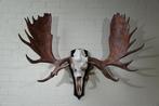 Large Northern Elk/Moose Schedel - Alces alces - 60 cm - 120, Verzamelen, Dierenverzamelingen, Nieuw