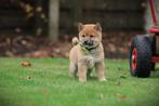 Shiba Inu pups te koop, Belgisch Shiba fokker, Dieren en Toebehoren, Parvo, België, 8 tot 15 weken, Poolhond