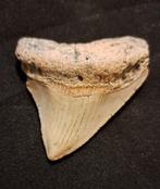 Megalodon - Fossiele tand - USA MEGALODON TOOTH - 6.7 cm -, Verzamelen