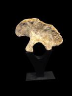 Dinosaurus - Fossiel bot - Sauropode Illium - 160 cm - 142, Verzamelen