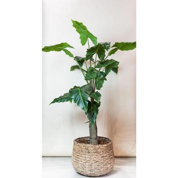 Kunstplant - Alocasia - Olifantsoor - 150 cm beschikbaar voor biedingen