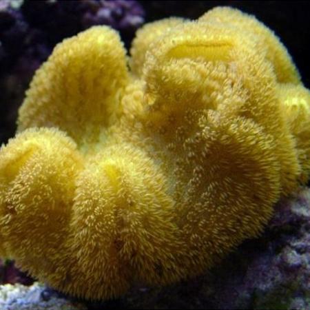 Sarcophyton Yellow (Tonga/Fiji) M (Ong. 7-8 cm), Dieren en Toebehoren, Vissen | Aquaria en Toebehoren, Ophalen of Verzenden