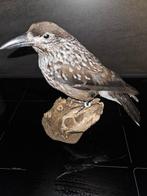 Spotted Nutcracker - Taxidermie volledige montage -, Nieuw