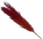 Pampasgras Two Tone Orange Rood 75 cm 5 stuks, Ophalen of Verzenden, Nieuw