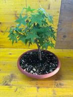 Bonsai Liquidambar - Hoogte (boom): 34 cm - Diepte (boom):