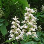 Witte paardenkastanje - Aesculus hippocastanum - Omtrek: 10-, Ophalen of Verzenden
