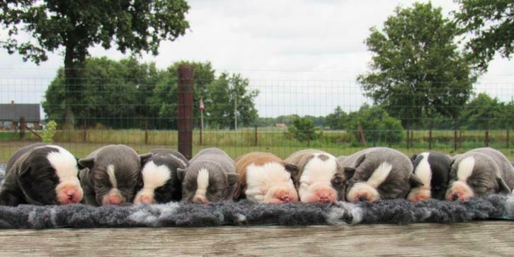 ARFE stamboom-registratie | Een stamboom voor iedere hond., Dieren en Toebehoren, Honden | Niet-rashonden, Middel, Meerdere, Meerdere dieren