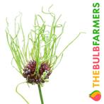 The Bulb Farmers - 120 x Allium Hair - groen, Tuin en Terras, Bloembollen en Zaden, Bloembol, Najaar, Verzenden
