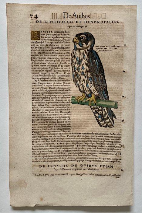 Conrad Geaner - Icones animalium quadrupedum uiuiparorum et, Antiek en Kunst, Antiek | Boeken en Bijbels