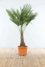 Chinese Waaierpalm / Trachycarpus Fortunei op stam 150-175, Tuin en Terras, Planten | Tuinplanten