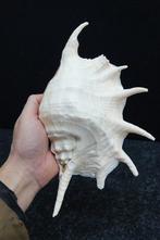 Chiragra Spider Conch Schelpdier - Lambis chiragra (Zonder, Verzamelen, Dierenverzamelingen, Nieuw