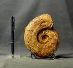 Fossiele ammoniet - Gefossiliseerd dier - Harpoceras, Verzamelen, Mineralen en Fossielen