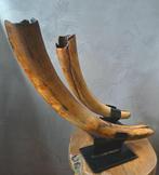 Wolharige mammoet - Gefossiliseerde slagtand - Mammuthus -, Verzamelen