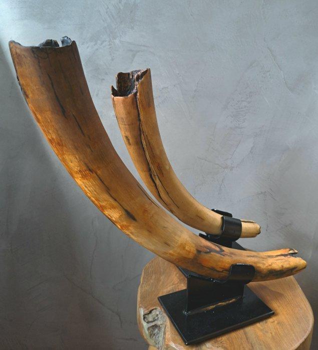 Wolharige mammoet - Gefossiliseerde slagtand - Mammuthus -, Verzamelen, Mineralen en Fossielen