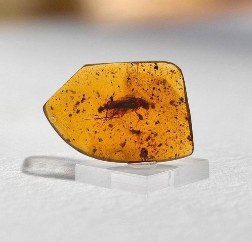 Grote kakkerlak - Barnsteen - 33 mm - 45 mm (Zonder, Verzamelen, Mineralen en Fossielen