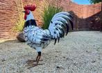 Steel Rooster - Beeldje - Staal