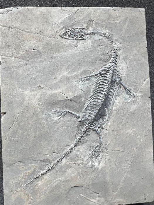 Zeereptiel - Gefossiliseerd dier - Fossil de Keichousaurus -, Verzamelen, Mineralen en Fossielen